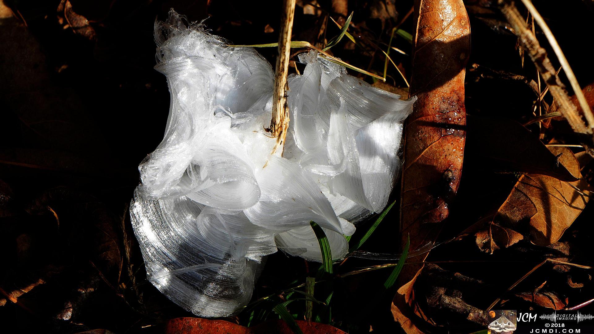 Ice Flowers at Old Hickory Lake, TN